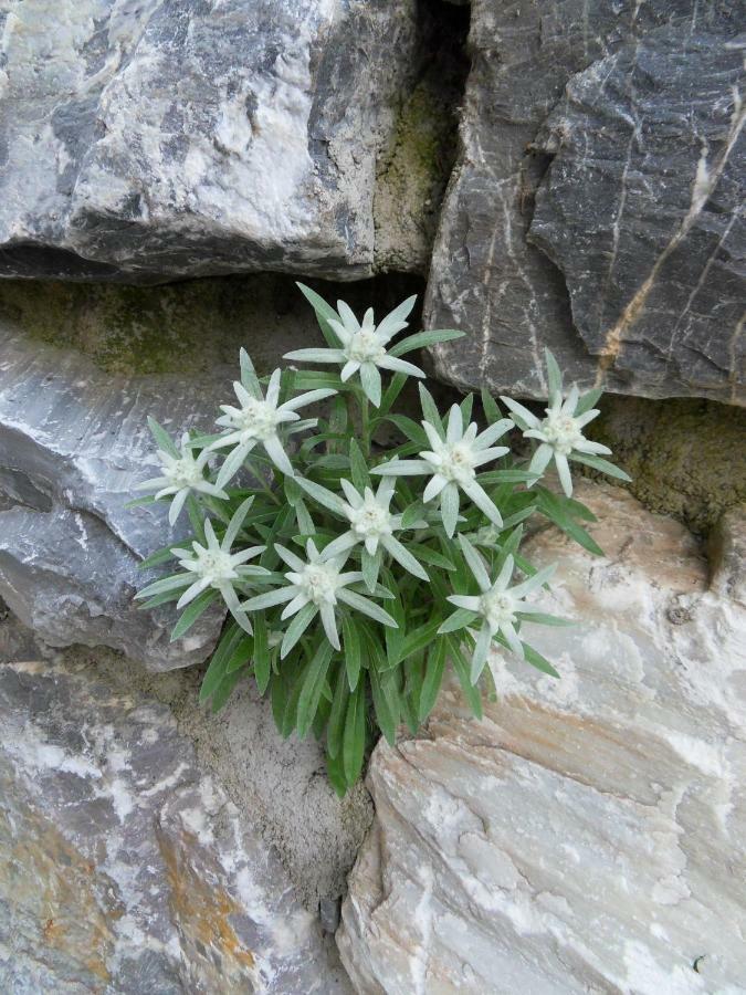 Landhaus Rieser Bad Hofgastein Luaran gambar